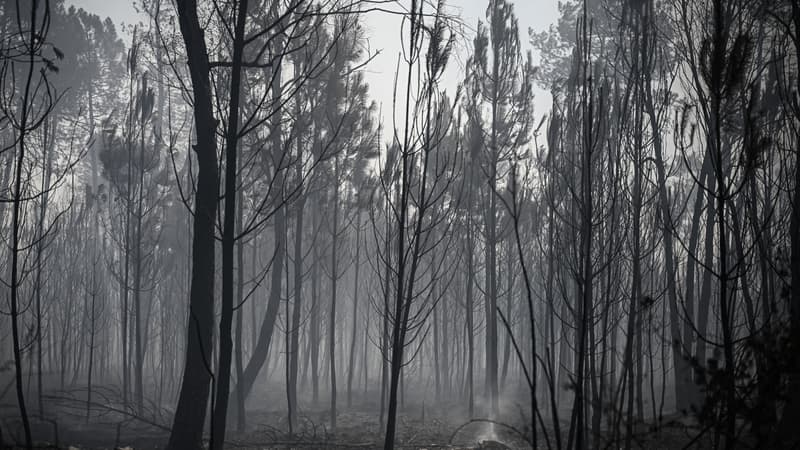 Une photo montre des arbres brûlés après un incendie de forêt près de la ville d'Origne, dans le sud-ouest de la France, le 17 juillet 2022.