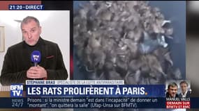 Les rats prolifèrent à Paris