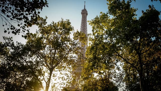 Paris veut planter 170.000 arbres dans la capitale en six ans (photo d'illustration).