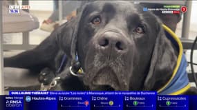 Manosque: atteint d'une myopathie de Duchenne, Guillaume va au lycée avec son chien