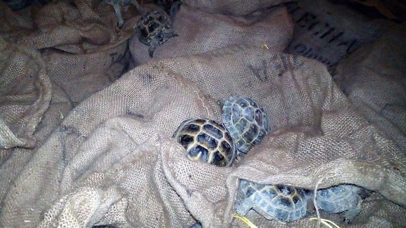 Des tortues saisies par Interpol lors de l'opération