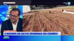 Planète locale du mercredi 14 mai - On cultive désormais ses légumes à Mougins