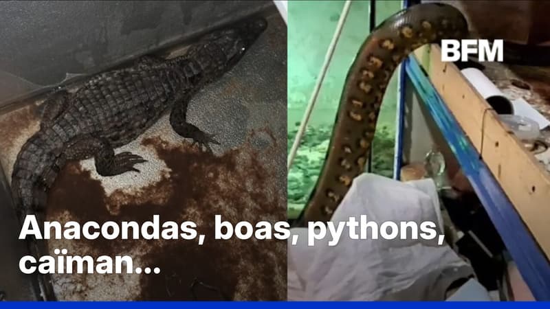 Italie: les carabiniers saisissent une spectaculaire collection de reptiles détenus illégalement