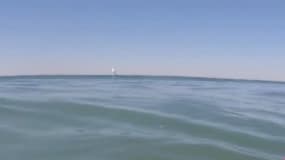 Californie : Un requin blanc saute hors de l’eau devant des surfeurs
