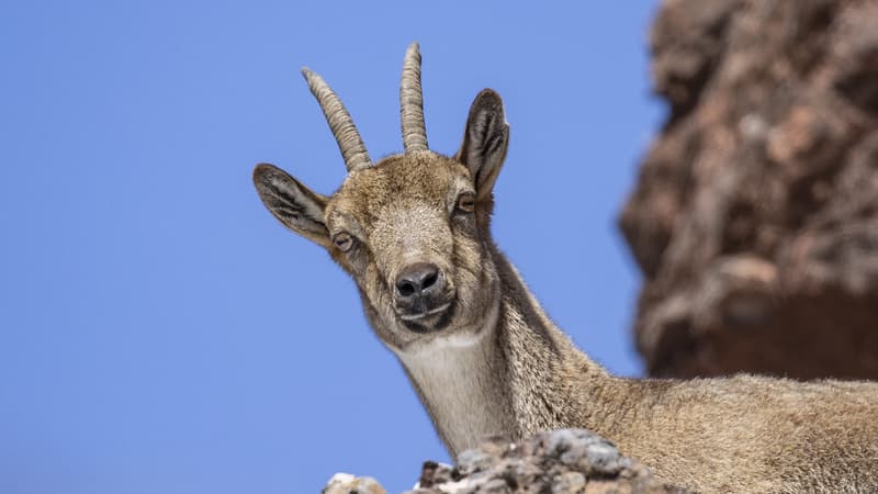 Glissement de terrains, espèces en danger... Des chèvres sauvages en surpopulation ravagent les plages et la végétation en Guadeloupe
