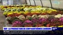 Hauts-de-France: la production de chrysanthèmes bat son plein à l'approche de la Toussaint