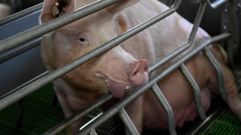 Dans le Finistère, une ferme aux 12.000 cochons indigne les associations écologistes