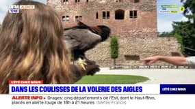 L'été chez nous: dans les coulisses de la Volerie des aigles