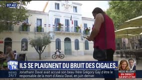 Dans le Var, des vacanciers se plaignent du bruit des cigales