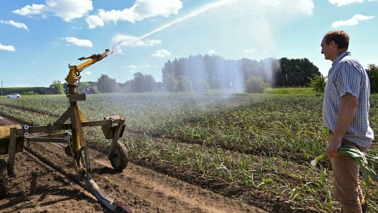 Un champ d'ail à l'arrosage à Beuvry, dans le Nord. Image d'illustration.