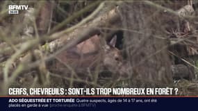 Les cerfs et les chevreuils sont-ils trop nombreux dans nos forêts?