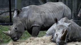 Illustration - Deux rhinocéros du zoo de Thoiry 