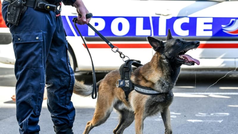 Dijon: ancien chien maltraité, Natsu intègre les rangs de la police