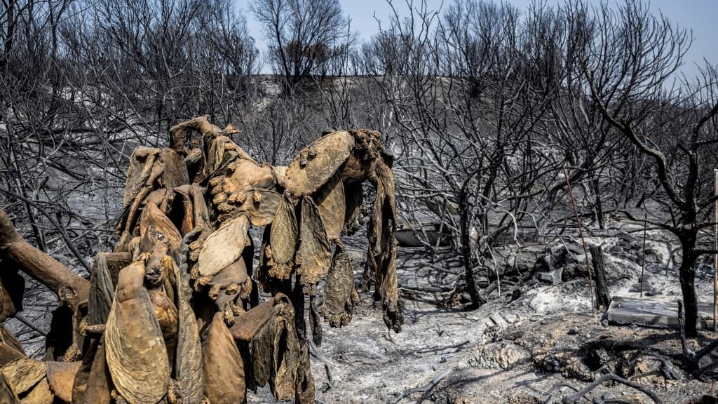 Les dégâts de l'incendie à Rhodes, le 27 juillet 2023 Les dégâts de l'incendie à Rhodes, le 27 juillet 2023