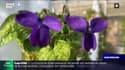 Azur & Riviera: la violette de Tourrettes-sur-Loup fête ses 70 ans