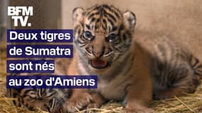 Deux tigres de Sumatra sont nés au zoo d'Amiens 