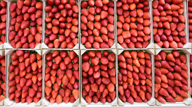 Le maraîcher français dénonce une agriculture espagnole qui utiliserait des pesticides.