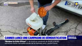 Cannes: la municipalité lance une campagne de démoustification