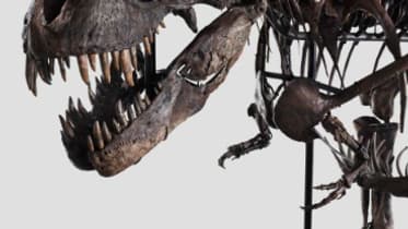 Le tyrannosaure rex "Trinity" Le tyrannosaure rex "Trinity"