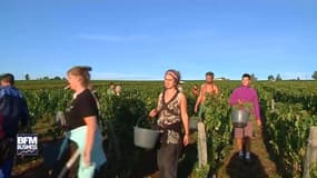 Vendanges : un millésime 2017  précoce et en baisse