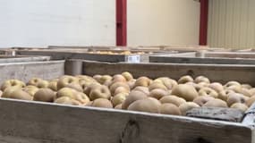 Energie: l'inquiétude monte chez les agriculteurs qui craignent de voir leurs factures exploser