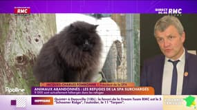 Fombonne : "Nous avons beaucoup moins d'adoptions que les années précédentes"