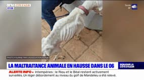 Alpes-Maritimes: la maltraitance animale en hausse dans le département