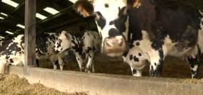 Manifestation des agriculteurs: Bertrand, un éleveur qui jette l’éponge