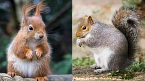 L'écureuil roux est l'une des quarantaines d'espèces protégées au sein du British Wildlife Centre. Il est en voie de disparition à cause de l'écureuil gris, ici à droite.