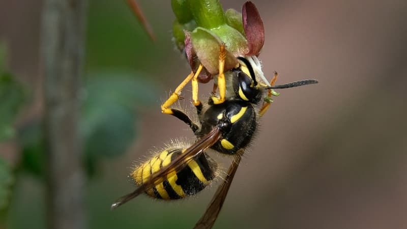 Une guêpe. Photo d'illustration