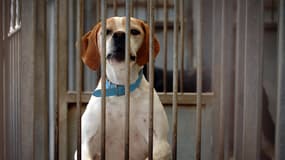 En 2013, 16.000 chiens ont été adoptés à la SPA.
