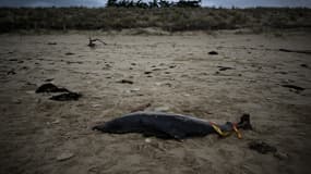 Des dizaines de carcasses de dauphins ont été retrouvées sur les plages du littoral Atlantique, ce mois de mars 2023 (photo d'illustration)