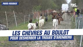 Paris-Roubaix : les chèvres au boulot pour désherber la Trouée d'Arenberg