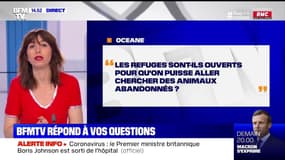 Les refuges sont-ils ouverts pour aller adopter un animal ? BFMTV répond à vos questions