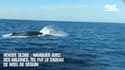 Vendée Globe : Naviguer avec des baleines, tel fut le cadeau de Noël de Seguin