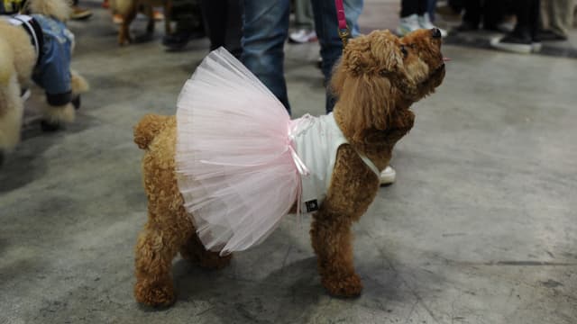 Un caniche lors d'un salon à Hong Kong (image d'illustration)