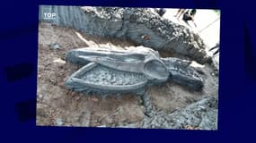 Un squelette de baleine de 12 mètres datant de 3000 à 5000 ans a été découvert dans la côte ouest de Bangkok, en Thaïlande.
