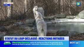 Statut du loup: les éleveurs soulagés, les associations de défense de l'animal inquiètes