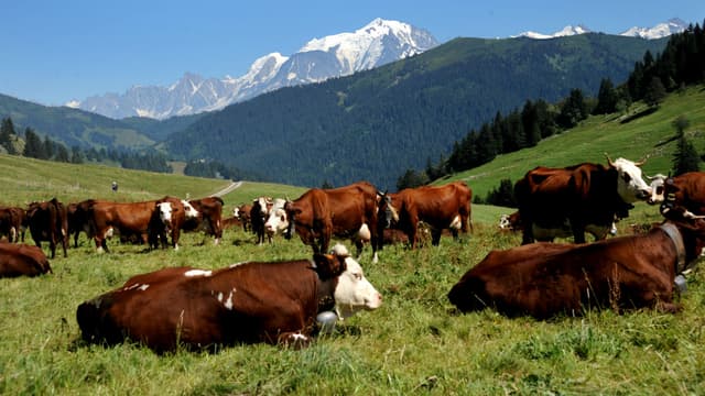 Des vaches se reposent dans un champ à La Clusaz, le 21 août 2013. (Photo d'illustration)