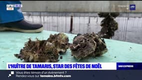 Var: l'huître de Tamaris, la star des fêtes de Noël