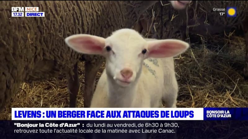 Alpes-Maritimes: à Levens, un berger fait face aux attaques de loups