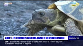 Var: les tortues d'Hermann en période de reproduction