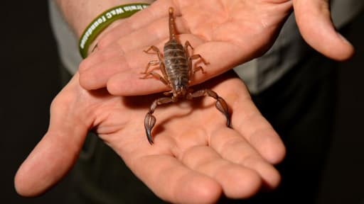 Un scorpion - Image d'illustration