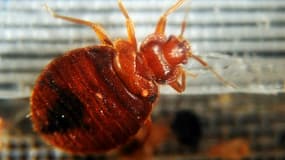 Les punaises de lit, réapparues depuis les années 1990, ont infesté plus d'un foyer sur dix en France ces dernières années