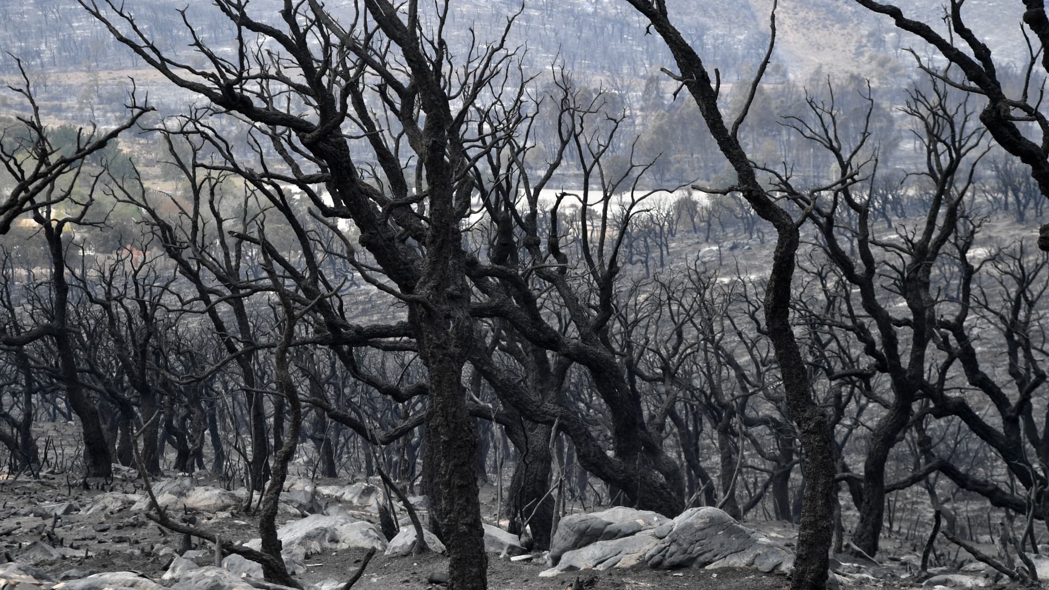 Forêt carbonisé près d'El Tarf. 