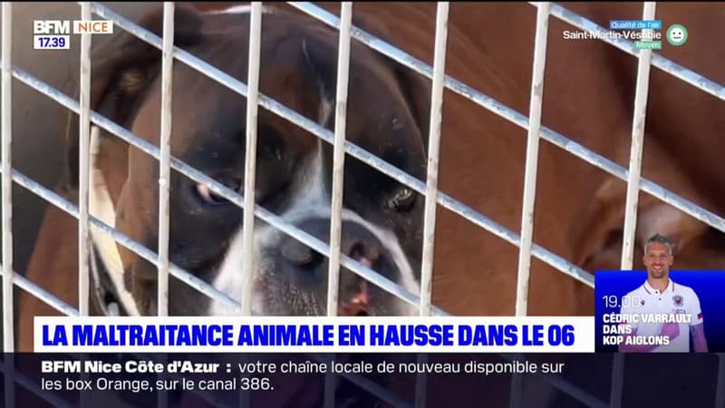 Alpes-Maritimes: une association de Mougins lutte contre la maltraitance animale