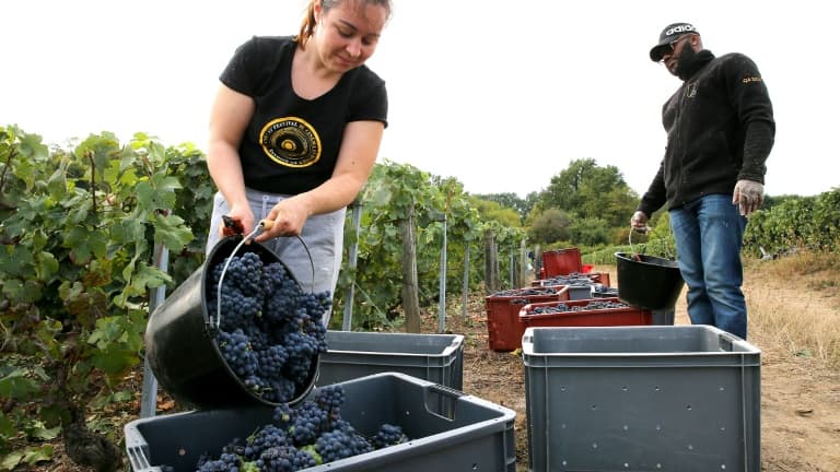 Les vendanges dans un vignoble de Saâcy-sur-Marne, le 2 septembre 2022 en Seine-et-Marne Les vendanges dans un vignoble de Saâcy-sur-Marne, le 2 septembre 2022 en Seine-et-Marne