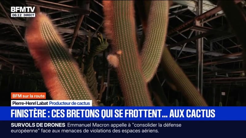 Le cactus devient de plus en plus populaire...en Bretagne