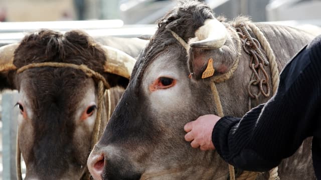 Les éleveurs bovins dénoncent des prix qui à l'heure actuelle ne leur permettent pas de rentrer dans leur frais