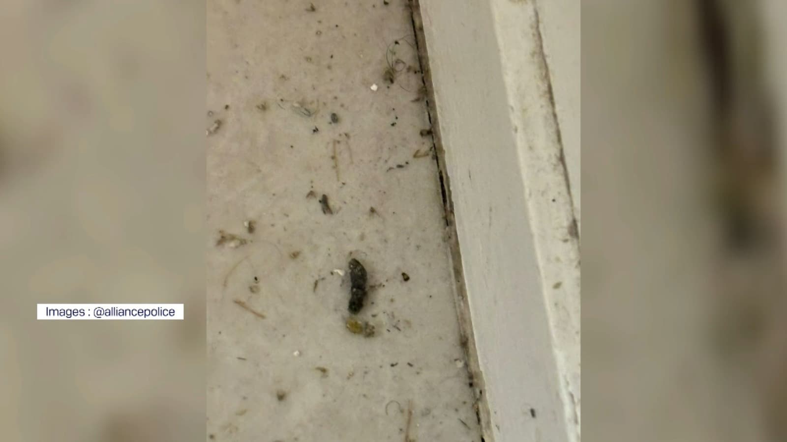 Des cafards dans des chambres d'un logement Crous dans le 18e arrondissement de Paris. Des cafards dans des chambres d'un logement Crous dans le 18e arrondissement de Paris.